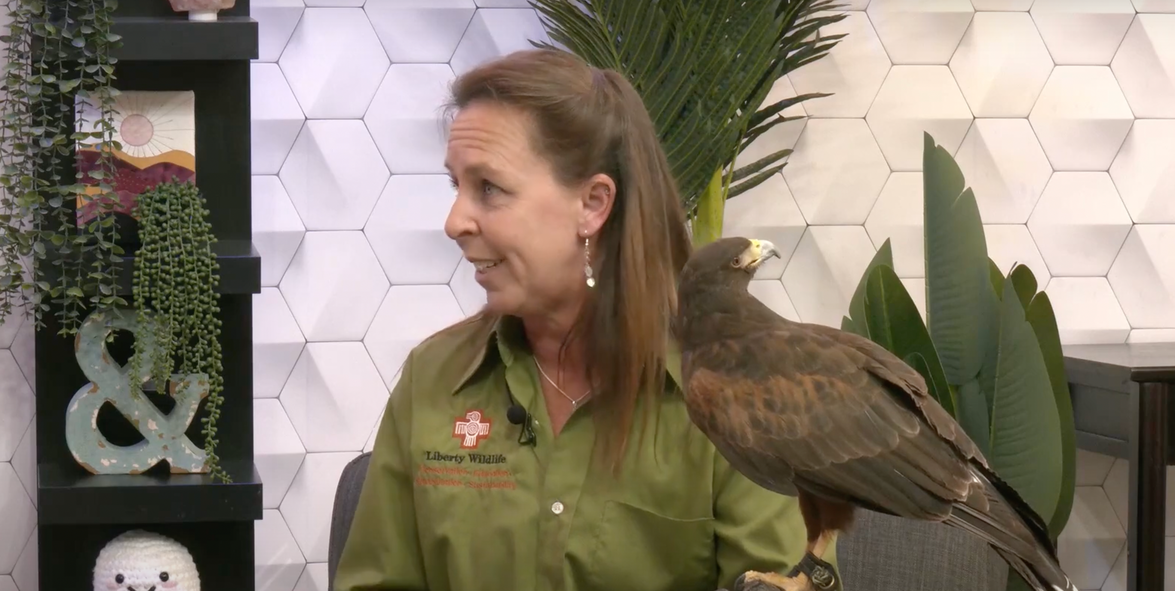 Ep. 30 - Queen Creek Ball Hawks | Hawks from Liberty Wildlife