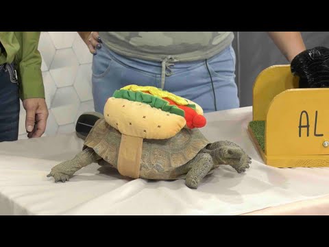 Meet Alpo the Tortoise! Liberty Wildlife Teaches Us Wild Tortoise Facts & Shell Sensitivity