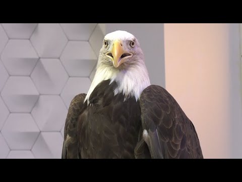 COCHISE THE EAGLE HELPS US CELEBRATE THE 4TH OF JULY