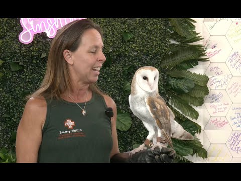 Meet Jupiter the Barn Owl | Liberty Wildlife Returns to The Morning Show