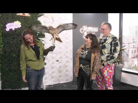 Up Close With a Red-Tailed Hawk: Liberty Wildlife Returns to The Morning Show